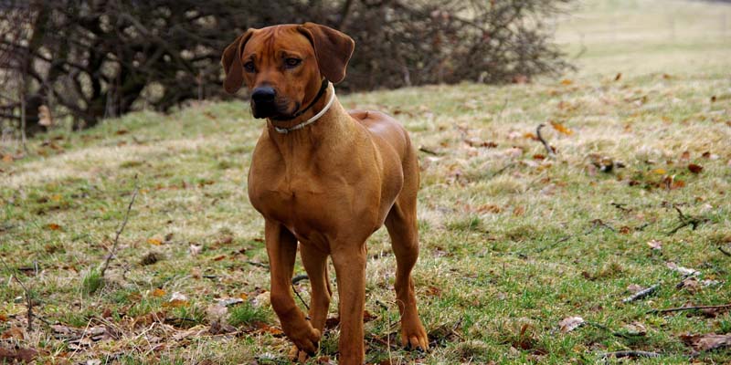 Rhodesian Ridgeback - Rassebeschreibung! Informationen zum Ridgeback