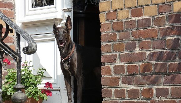 Hundeerziehung Tipps &amp; Tricks für Hundehalter