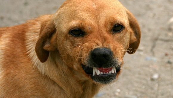 Hundeerziehung Tipps &amp; Tricks für Hundehalter