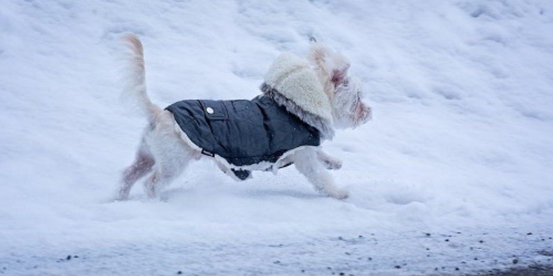Wintermantelhund